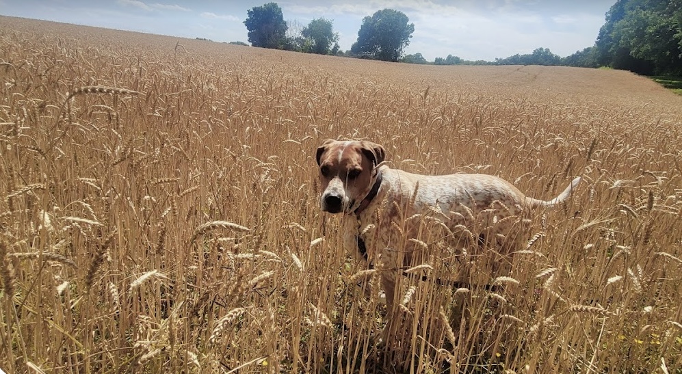 A dog in the field. Exploring Pleasant View TN